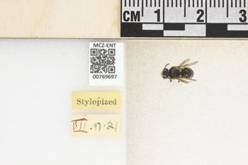 Media type: image;   Entomology 769697 Aspect: Labels
